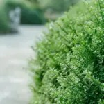 Hvad koster det at få klippet hæk? 3 ting der kan påvirke hækkeklipningens pris