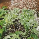 Skal du på lang sommerferie? Her er 4 tips til at passe på haven mens du er væk